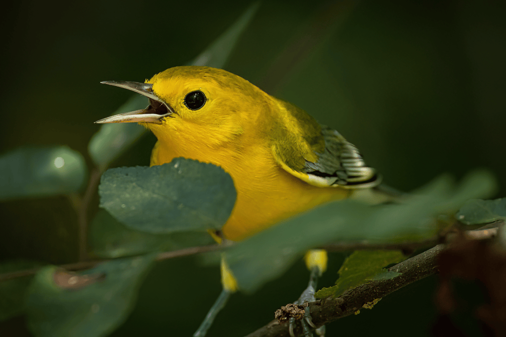 Photo by Divine Design Photography
Prothonotary Warbler